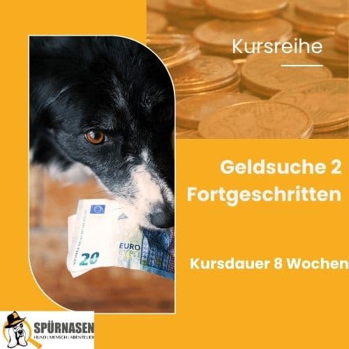 Nasenschule – Geldsuche vom Anfänger bis zum Profi | Fortgeschrittenen Kurs 