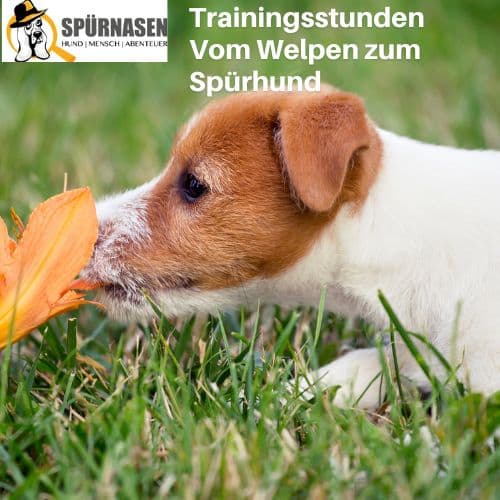 Kursreihe – Vom Welpen zum Spürhund 