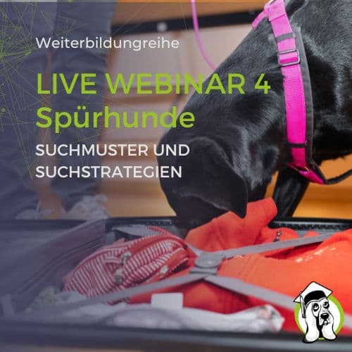 Spürhunde Webinar 4 - Suchmuster und Suchstrategien