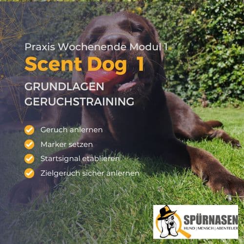 Scent Dog Ausbildung – Modul 1 