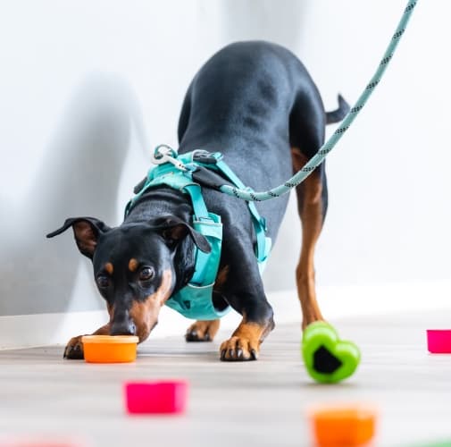 Spürhundetraining