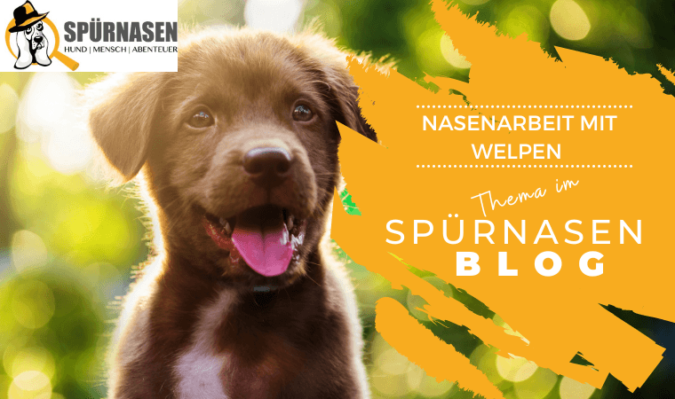 Blog2_Nasenarbeit-beim-Welpen.png