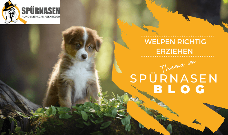 Blog4_welpen-richtig-erziehen.png
