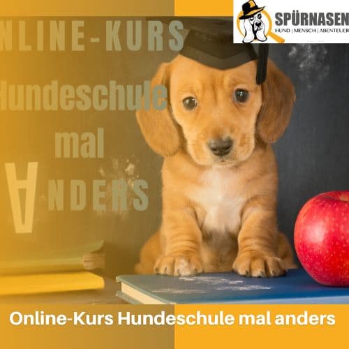 Nasenschule Onlinekurs | Hundeschule mal Anders - Volksschule