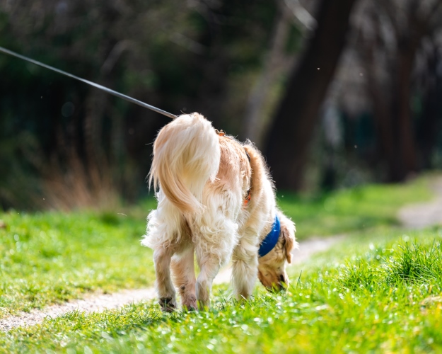 weißer hund von hinten auf der grüne wiese