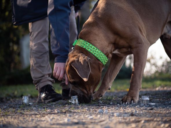 der Braune hund im profil schnüffelnd am weg