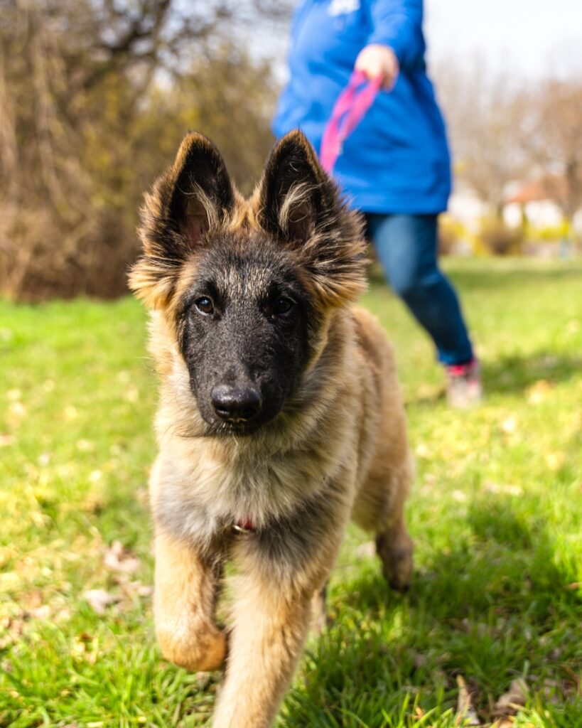 der Schäferhund Welpe auf der grünen wiese mit einer Person im Hintergrund