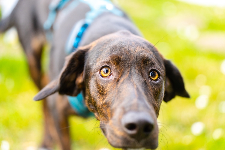 Braune Hund auf der grüne wiese im Portrait bildfüllend