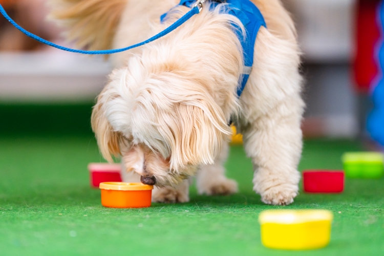 weißer Hund der an bunten Spielsteinen schnuffelt