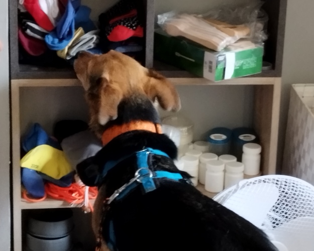 ein Hund vorm vollem Schrank mit Sachen suchend