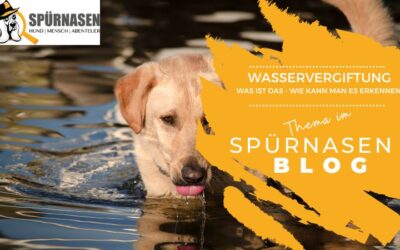 Die unterschätzte Gefahr – Wasservergiftung beim Hund