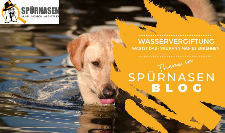 Die unterschätzte Gefahr – Wasservergiftung beim Hund