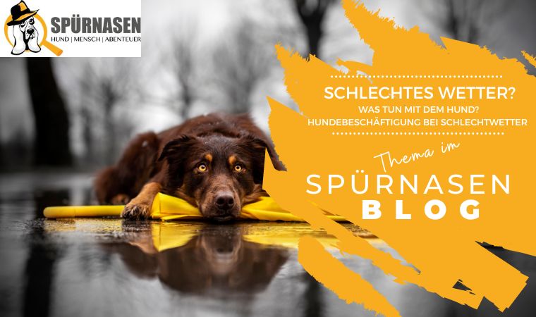 Schlechtwetter? Was tun mit dem Hund – Beschäftigungstipps