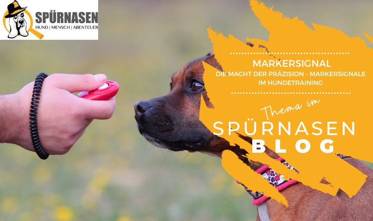 Die Macht der Präzision: Markersignale im Hundetraining