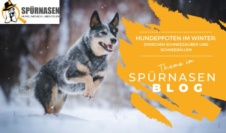 Hundepfoten im Winter: Zwischen Schneezauber und Schneebällen