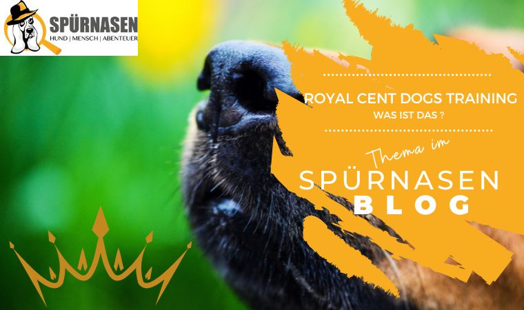 Royal Cent Dogs Training – Was ist das eigentlich?