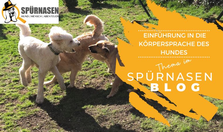 Einführung in die Körpersprache des Hundes: Wie man die Signale richtig liest und interpretiert