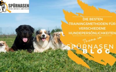 Die besten Trainingsmethoden für verschiedene Hundepersönlichkeiten