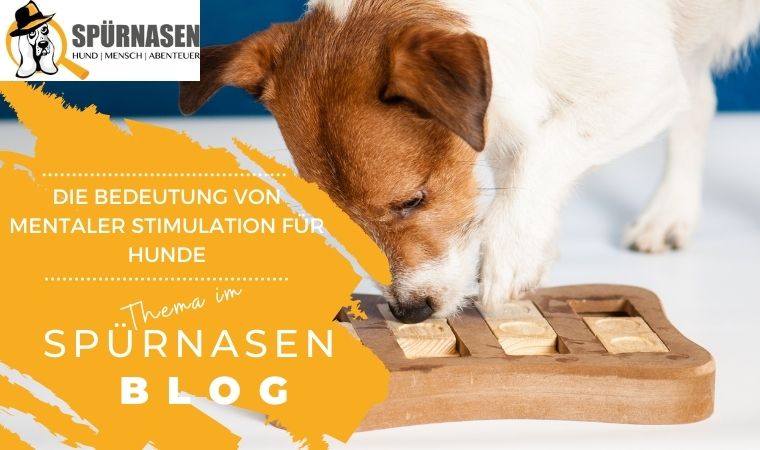 Die Bedeutung von Mentaler Stimulation für Hunde