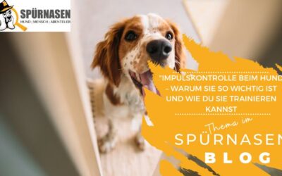 Impulskontrolle beim Hund – warum sie so wichtig ist und wie du sie trainieren kannst