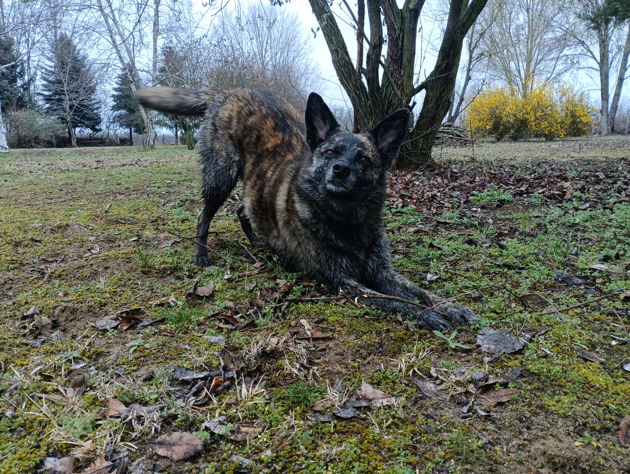 WhatsApp Image 2026-01-11 at 13.33.58 (2) Ulli mit ihren Hunden knieend auf der grüne wiese