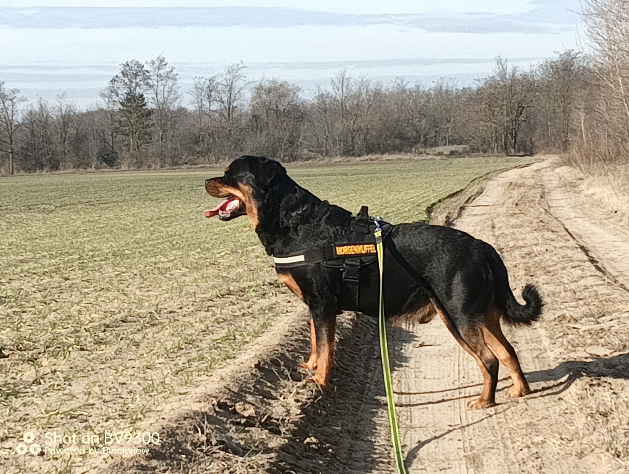 WhatsApp Image 2026-01-11 at 13.33.59 Karin mit vier Australian Shepherd Hündinnen